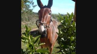 chico rei e parana saco de estopa [upl. by Aderfla665]