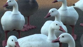 Goose Decoys Moving Heads [upl. by Liagabba791]