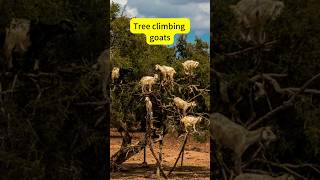 Tree Climbing Goat in Morocco shorts animals goat viral [upl. by Slifka427]