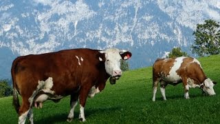 Cattle Breeds E11 Simmental cattle  dualpurpose type from Austria  Simmentaler Fleckvieh Kühe [upl. by Lada]