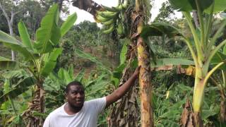 Tips on harvesting plantains [upl. by Mcferren873]