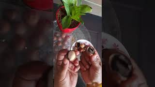 How to open macadamia మకడమియా ఒపెన్ చేయటం ఎలాsubscribe food makadamianut [upl. by Aicenert]