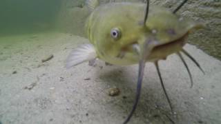 Bullhead Catfish in Long Lake Maine [upl. by Nedlog]