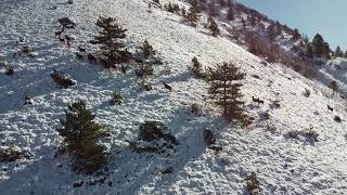 cervi a Monte Genzana [upl. by Madelena253]