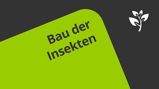 Der Bau von Insekten  Biologie  Ökologie [upl. by Rumit]