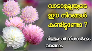 Gomphrena seeds and plants  vaadamulla plant  വാടാമുല്ല plant care [upl. by Yasdnyl]