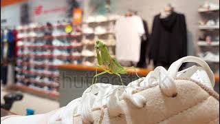 A female Chinese Mantis Tenodera sinensis cleaning itself seems lost in the shoe store [upl. by Wyatt24]