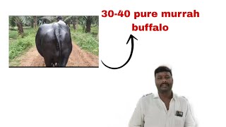 abbu diary farmsale buffalo [upl. by Dagna234]