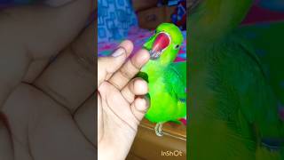 parrotringneckparrot greenparrottotacuteparrottalkingparrotshortvideofunnyfunnyvideomittoo [upl. by Enelam]