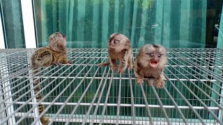 Cutest Tiny Marmoset Monkeys [upl. by Milurd]