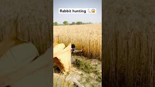 Rabbit hunting  Khargosh ka shikar 🐇😱 hunting rabbit farming khargosh rabbits hunter [upl. by Ainola]