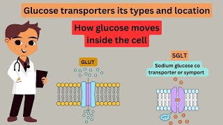 Glucose transporters  SGLTs and GLUTs  animation  medical biochemistry  glucose metabolism 02 [upl. by Laney]