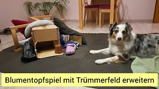 Suchspiele für Hunde Das Blumentopfspiel erweitern  Hund sucht Blumentopf im Trümmerfeld [upl. by Nicram689]