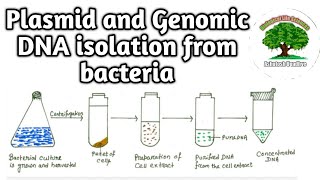 Plasmid and Genomic DNA isolation [upl. by Aivekahs]