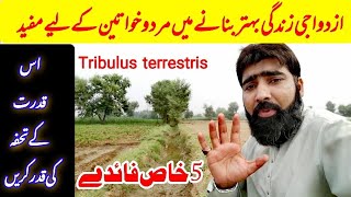 Top 5 health benefits of gokhuru  bhakra boti ke fayde  tribulus benefits in urdu  bhakra buti [upl. by Siskind222]