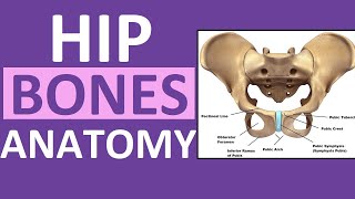 Pelvis Hip Bones Anatomy Os Coxae Pelvic Girdle  Ilium Ischium Pubis [upl. by Lilias]