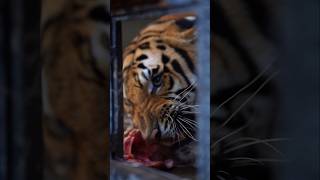 Bengal Tiger Likes Chicken to Eat  Nouman Hassan [upl. by Aicnetroh]