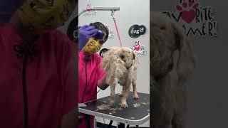 How to groom a matted dog face [upl. by Ahsemal322]