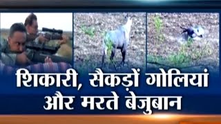 Bihar Poachers Shot 250 Nilgai to Dead in 3 Days [upl. by Barayon]