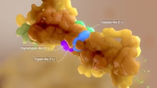 AXS Studio medical animation mulitple myeloma proteasome [upl. by Burack]