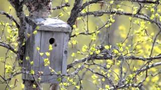 Birds of Norway Spring [upl. by Fatima]