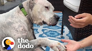 Watch The TearJerking Moment This Dog Meets His New Mom  The Dodo Adoption Day [upl. by Nathalia]