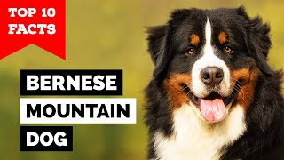 Bernese Mountain Dog  Top 10 Facts [upl. by Eleanora]