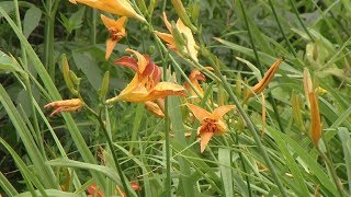 Hemerocallis o lirio de un día  Decogarden [upl. by Herr]