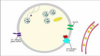 Regulation of Insulin Release and Insulin Action [upl. by Anayd]