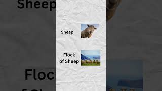 Singular amp Plural Animal Names  Fun English Quiz with Pictures englishforbeginners learnenglish [upl. by Ainosal]