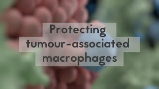 Protecting tumourassociated macrophages [upl. by Yentirb]