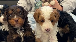 Bernedoodle Puppy Pick [upl. by Violetta]