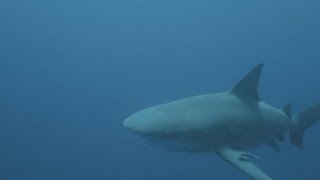 Bull Shark Attacks 3 July of 2024 in Texas [upl. by Sumer]