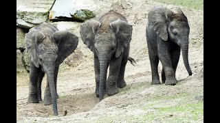 Drie olifantjes verkennen voor het eerst de Olifantenvallei in Beekse Bergen [upl. by Aliakim]