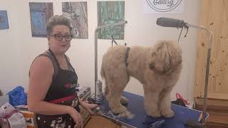 How to Groom Your Australian Labradoodle [upl. by Nesnar]