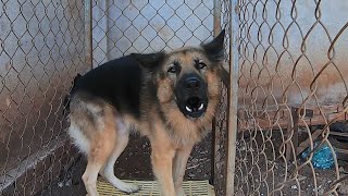 German Shepherd Barking loud [upl. by Ravel]