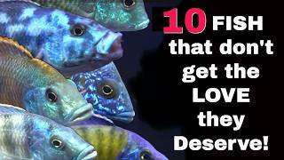 These 10 Fish COULD also BE CENTERPIECE FISH [upl. by Shana]