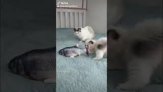 Cat reaction to floppy fish cat toy toys cat pets [upl. by Standing106]