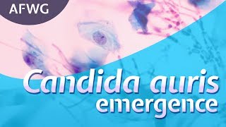 Candida auris Emergence – Dr M Chayakulkeeree [upl. by Lilyan]