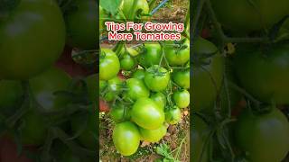 Sipmle Tips to Early Harvest of Tomatoes tomato gardening [upl. by Nerreg]