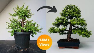 Making Dwarf Jade Bonsai Formal Upright Style  Repotting  Pruning  Wiring [upl. by Aleuname]