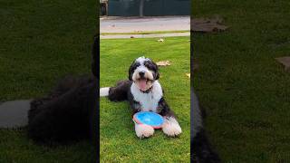 Frisbee 🥏🐕 with our Bernedoodle Mr Winston bernedoodle dog dogfrisbee [upl. by Milone805]