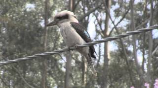 Kookaburra v Gold fish [upl. by Pero]