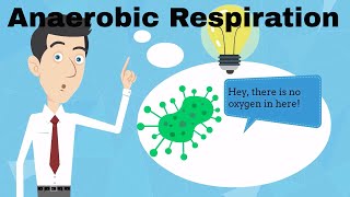 Anaerobic Respiration Fermentation [upl. by Asiulairam]