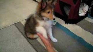 My Sheltie puppy Kiko 13 weeks old [upl. by Arrek]