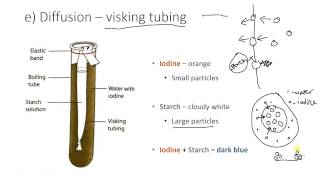 Visking tubing [upl. by Studdard]