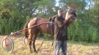 Hard Left Harness Horses Funny1BA111 1582 Pquot Standardardbred Pacer [upl. by Hyo]