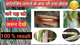 गन्ने में तना छेदक की दवा  Stem borer in sugarcane  ganne me tana chedak ki dawa  Top borer [upl. by Nylrehc986]