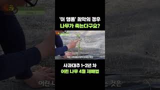 사과대추 입문자라면 주목 4월 재배 주의사항을 알려드립니다 [upl. by Htiekel]