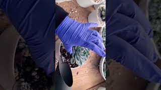 Echeveria Idali suculents plants suculentas garden shortvideo succulent shorts virall vira [upl. by Anyah]